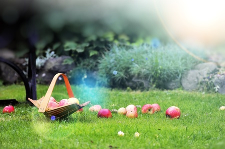 wicker basket with apples in gardenの写真素材