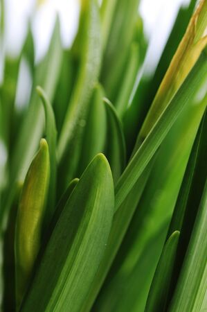 buds of yellow daffodil.  young narcissus grow in  flowerpotの写真素材