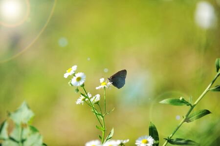 beautiful Butterfly feeding on white flower.