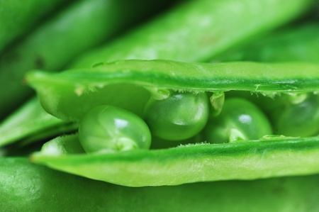 Freshly picked sweet  green peas.  peas in open podsの写真素材