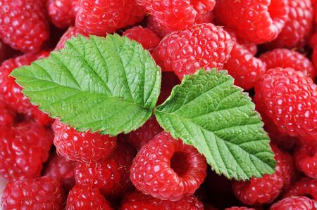 Ripe red raspberries with green leaves close upの写真素材