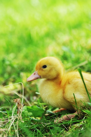 Cute fluffy easter duckling sitting on the grass.の写真素材
