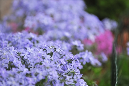 purple  phlox subulata.  small flowers bloom  in late spring  and early summer.の写真素材