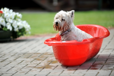 wet  dog in baby bathtub. process of bathing   の写真素材