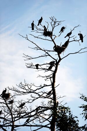 Cormorants roosting on a branch of a dead tree on background  evening skyの写真素材