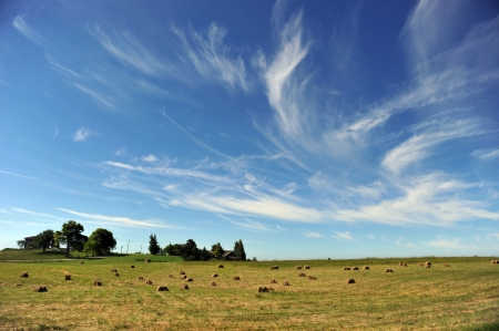 Harvesting hay.summer field of hay balesの写真素材