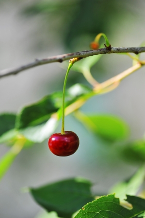 one fresh and sweet cherrie on tree.の写真素材