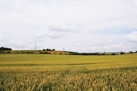 wheat crops plant endless field in summer dayの写真素材