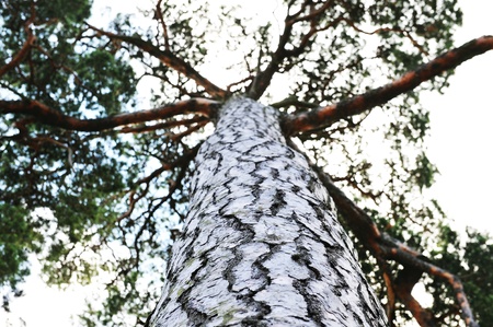 big tall pine. bottom view in skyの写真素材