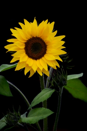 Big beautiful sunflowers growing in garden. summer