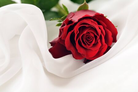red rose on white silk isolatedの写真素材