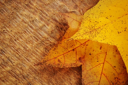 Autumn  colorful leaves  of maple over wooden background