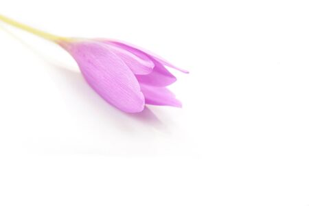 nice blue crocus flower. blossom timeの写真素材