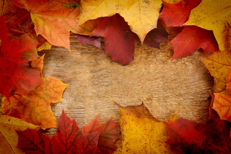 Autumn  colorful leaves  of maple over wooden background