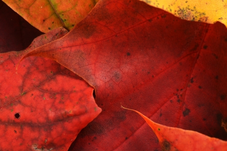 Autumn  colorful leaves  of maple over wooden backgroundの写真素材