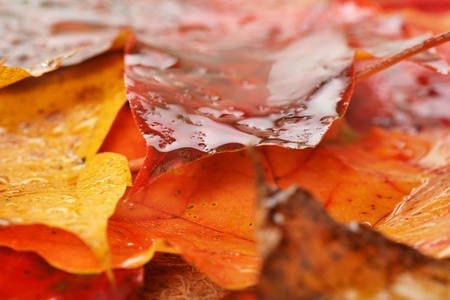 Autumn wet colorful leaves  of maple. textureの写真素材