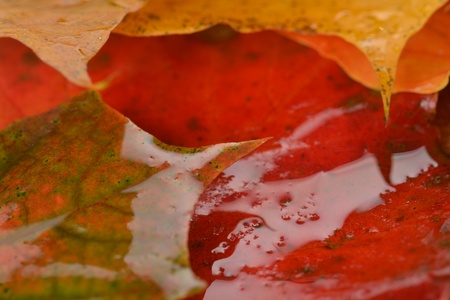 Autumn wet colorful leaves  of maple. textureの写真素材