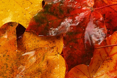 Autumn wet colorful leaves  of maple. textureの写真素材