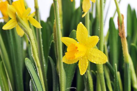 Yellow daffodils with  stems  and leaves in  bunchの写真素材
