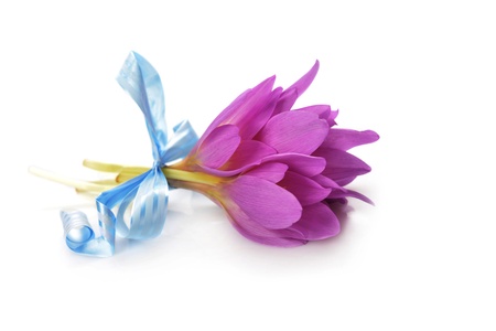  bouquet of  purple crocus flower. blossom timeの写真素材
