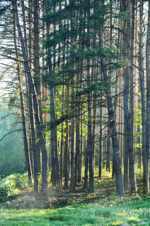 Summer pine forest in the early morning