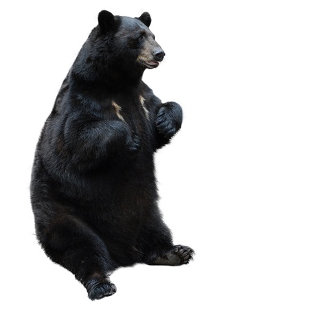 black bear isolated on white の写真素材