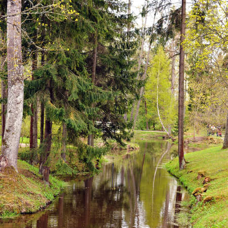 Small river ,flowing through green forest.
