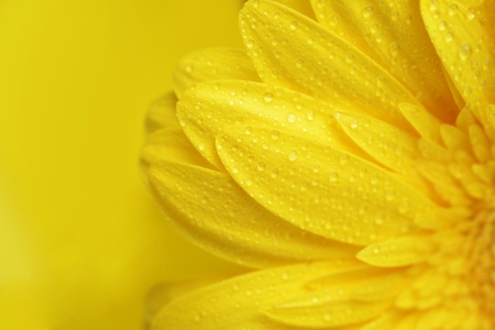 yellow gerbera flower close up backgroundの写真素材