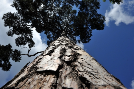 big tall pine. bottom view in skyの写真素材