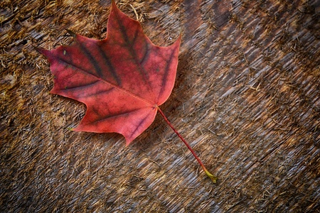Autumn  colorful leaf of maple over wooden background の写真素材
