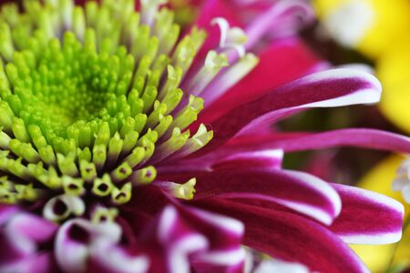 blooming purple chrysanthemum flower close upの写真素材