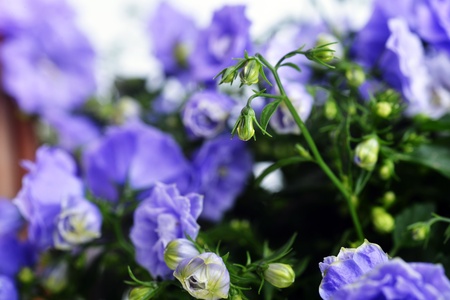 Close-Up of blue colored Campanula Bellflowersの写真素材