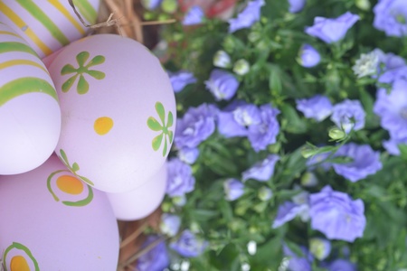 blue campanula flowers  and easter eggs