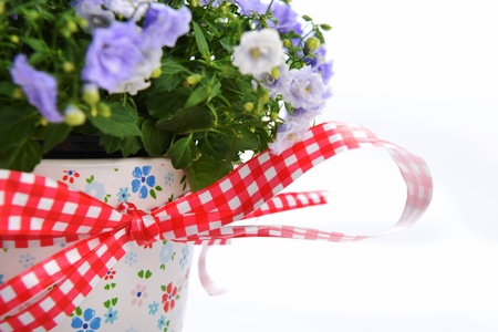 blue campanula flowers in flower potの写真素材