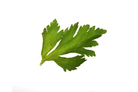 leaf fresh celery isolated on white backgroundの写真素材