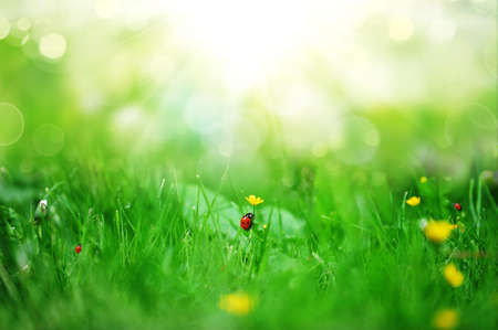 yellow flowers blooming in spring farm fieldの写真素材