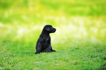Little beautiful puppy on grass の写真素材