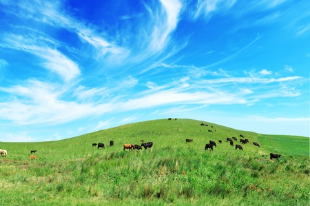 Cows grazing in green meadow  under blue sky