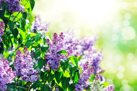 purple lilac bush blooming in May day. City parkの写真素材