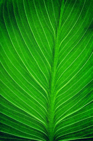 bright green leaf  close up, texture