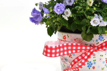 blue campanula flowers in  flower potの写真素材