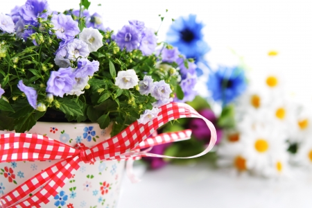 blue campanula flowers in  flower pot and other flowersの写真素材