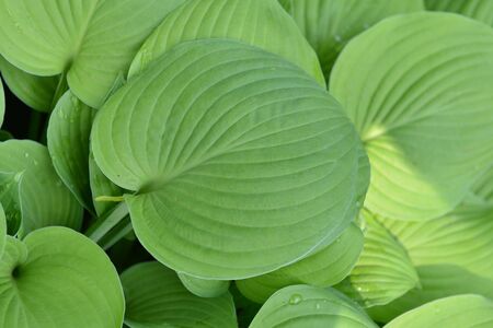 green leaves of plant  very close up 