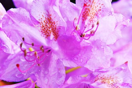 beautiful flowers on flower bed in yardの写真素材