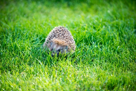 hedgehog on green lawn in backyardの写真素材