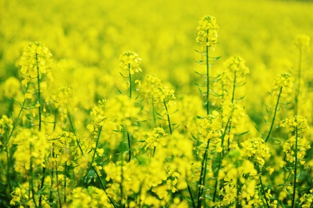 Â  bright yellow colza field. summer's day