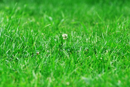  flower of clover on green grass outdoorの写真素材
