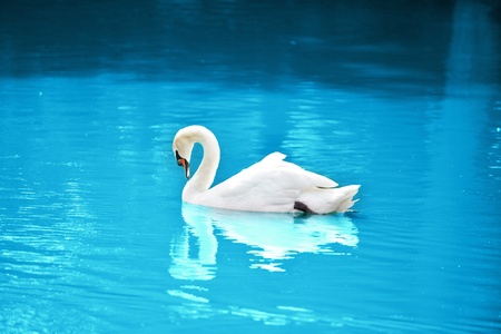 Beautiful swan floating on  calm water of  lakeの写真素材