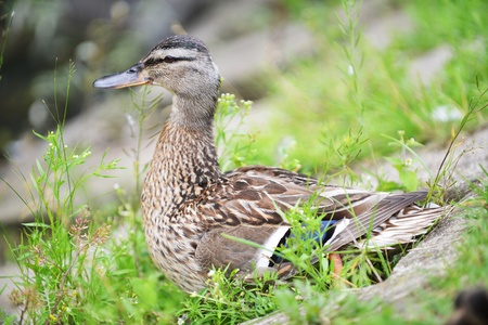 Mallard duck lying on green grassの写真素材