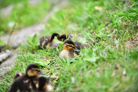 wild ducklings lying on green grassの写真素材